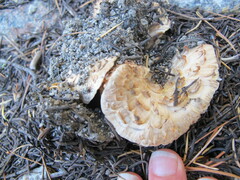 Turbinellus floccosus