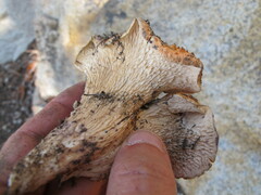 Turbinellus floccosus