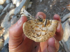 Turbinellus floccosus