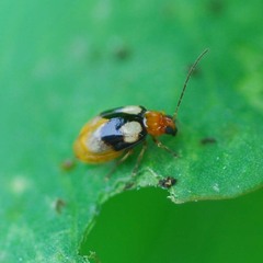 Monolepta quadriguttata