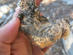 Turbinellus floccosus