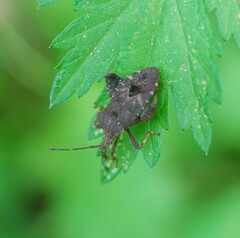 Acanthocoris sordidus