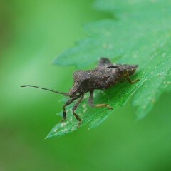 Acanthocoris sordidus