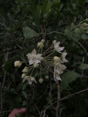 Funastrum pannosum