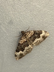 Epirrhoe galiata