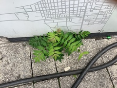 Ailanthus altissima