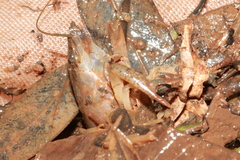 Procambarus clarkii