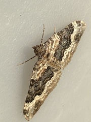 Epirrhoe galiata