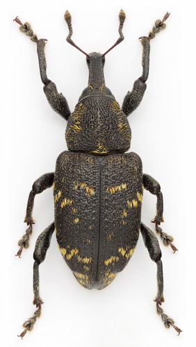 Large Pine Weevil