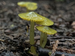 Gliophorus psittacinus