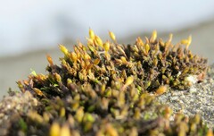 Orthotrichum anomalum