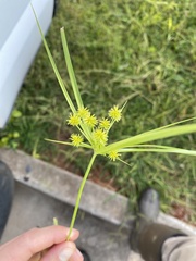 Cyperus croceus