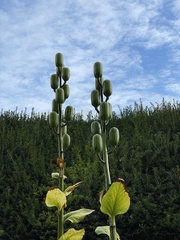 Cardiocrinum