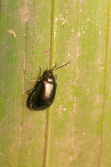 Chrysomelidae
