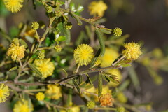 Acacia aspera