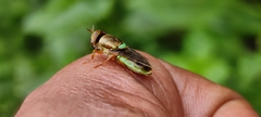 Stratiomyini