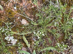 Rhodanthe pygmaea