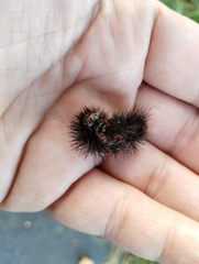 Pyrrharctia isabella
