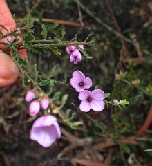 Tetratheca labillardierei
