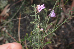 Tetratheca labillardierei