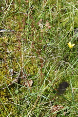 Micranthes foliolosa