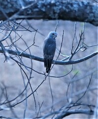 Kaupifalco monogrammicus