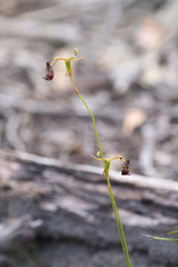 Drakaea livida