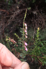 Tetratheca labillardierei