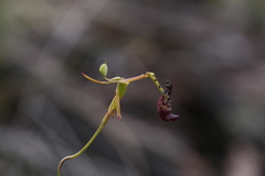 Drakaea livida