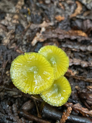 Gliophorus psittacinus