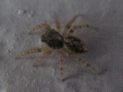 Pseudeuophrys lanigera