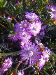 Ruschia geminiflora