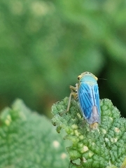 Cicadella