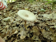 Agaricus placomyces