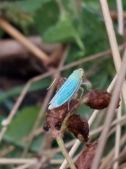 Cicadella