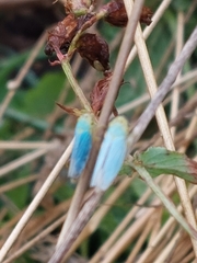 Cicadella