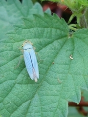 Cicadella