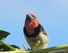 Batis capensis hollidayi