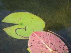 Polypedilum braseniae