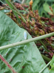 Cicadella