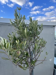 Olea europaea