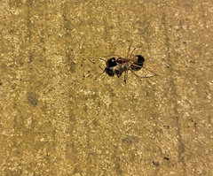 Camponotus consobrinus