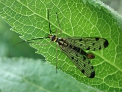 Panorpa germanica