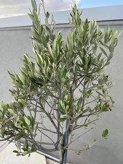 Olea europaea