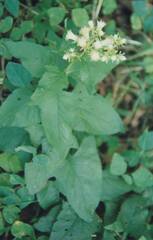 Hasteola suaveolens