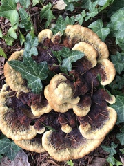 Phaeolus schweinitzii