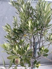 Olea europaea