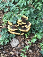 Phaeolus schweinitzii