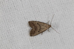 Hypenodes fractilinea