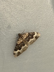 Epirrhoe galiata